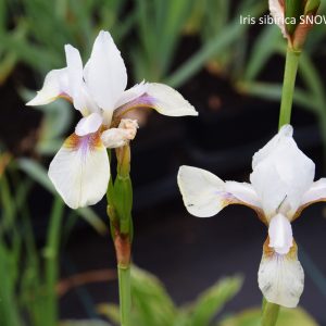 Iris sibirica SNOW PRINCE