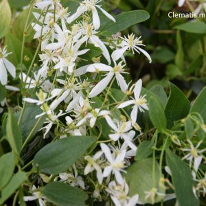 Clematis mandschurica