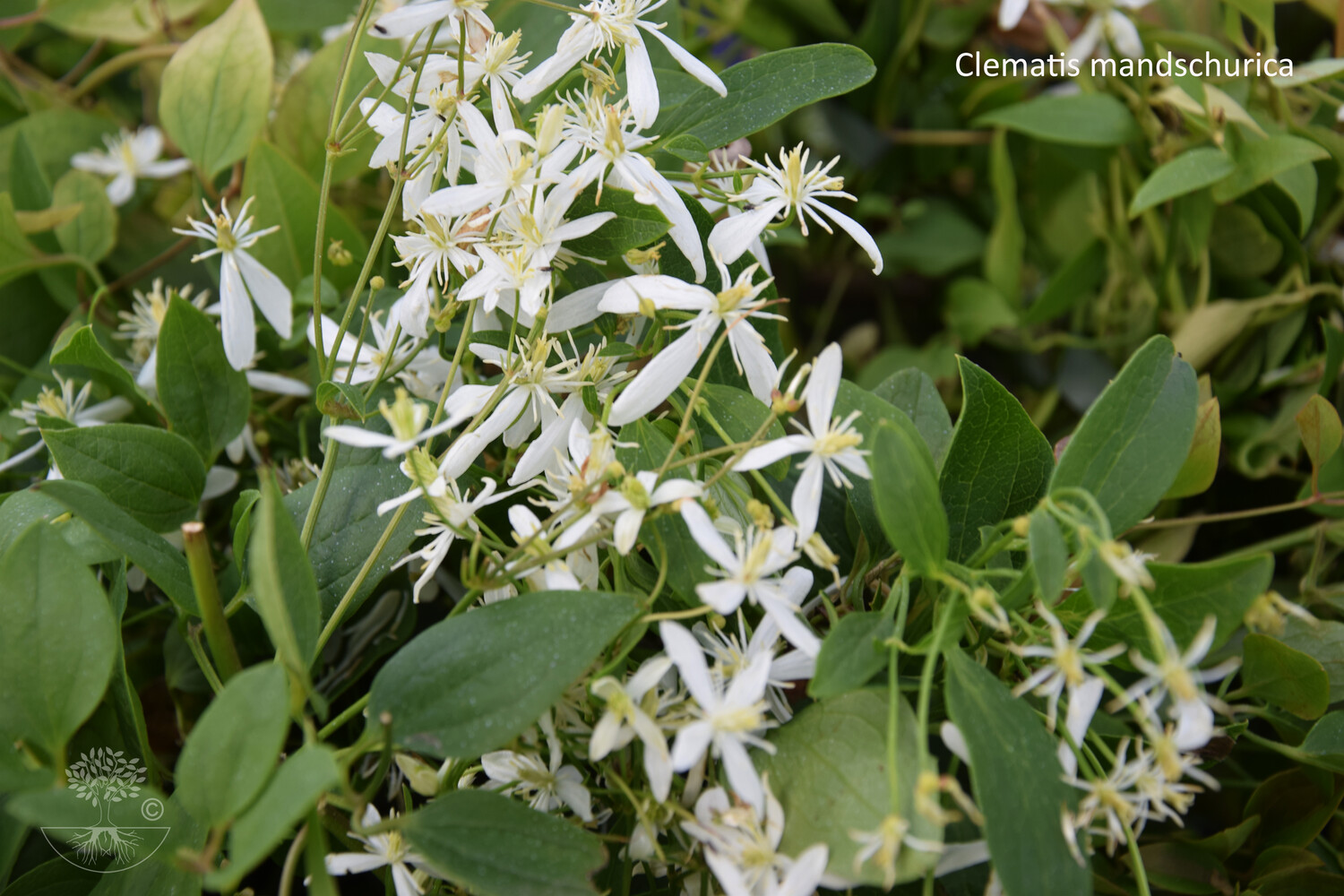 Clematis mandschurica