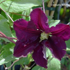 Clematis WARSZAWSKA NIKE