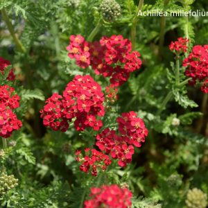 Achillea millefolium PAPRIKA