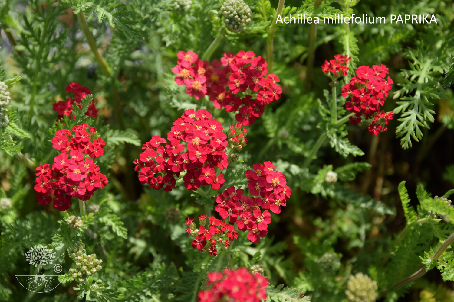 Achillea millefolium PAPRIKA