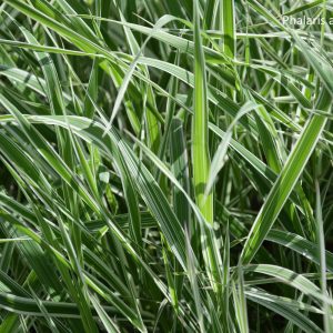 Phalaris arundinacea PICTA