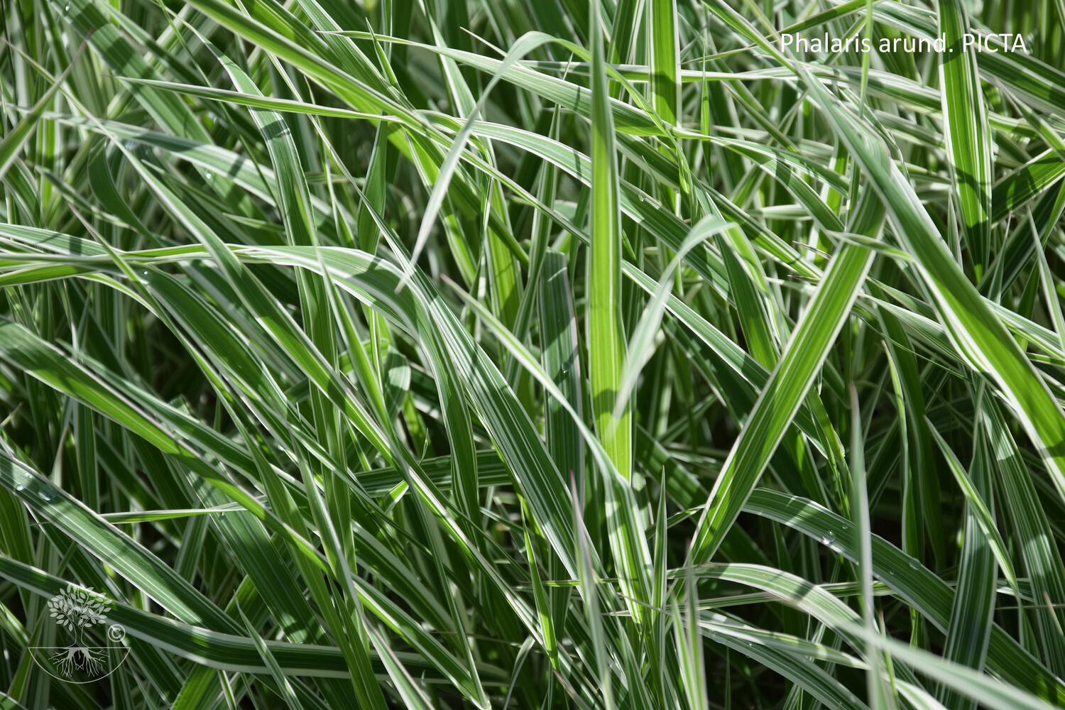 Phalaris arundinacea PICTA