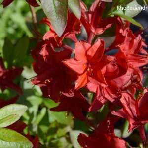 Rhododendron NABUCCO