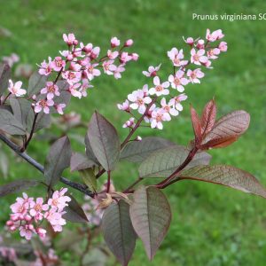 Prunus virginiana SCHUBERT 150-200