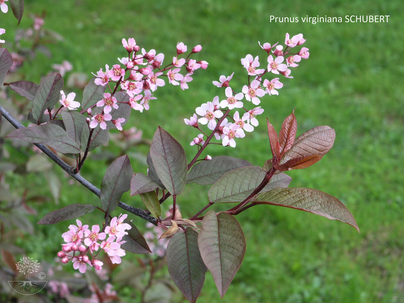 Prunus virginiana SCHUBERT 150-200