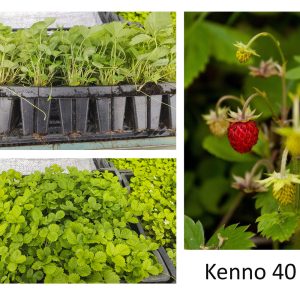 Fragaria vesca