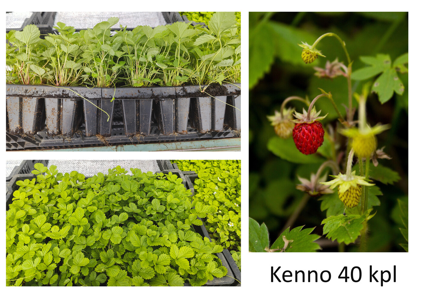 Fragaria vesca