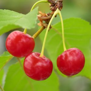 Prunus cerasus HUVIMAJAN KIRSIKKA
