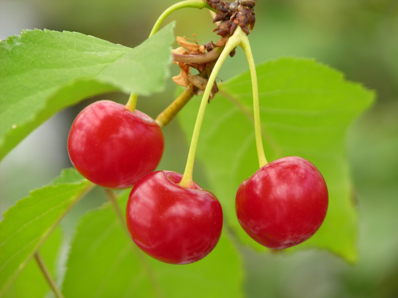 Prunus cerasus HUVIMAJAN KIRSIKKA