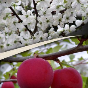 Prunus domestica EURAZIA