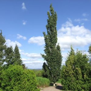 Populus tremula Erecta