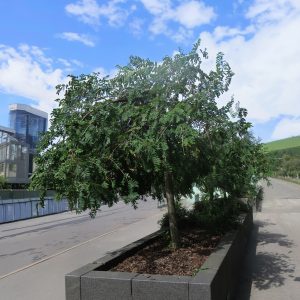 Sorbus aucuparia PENDULA