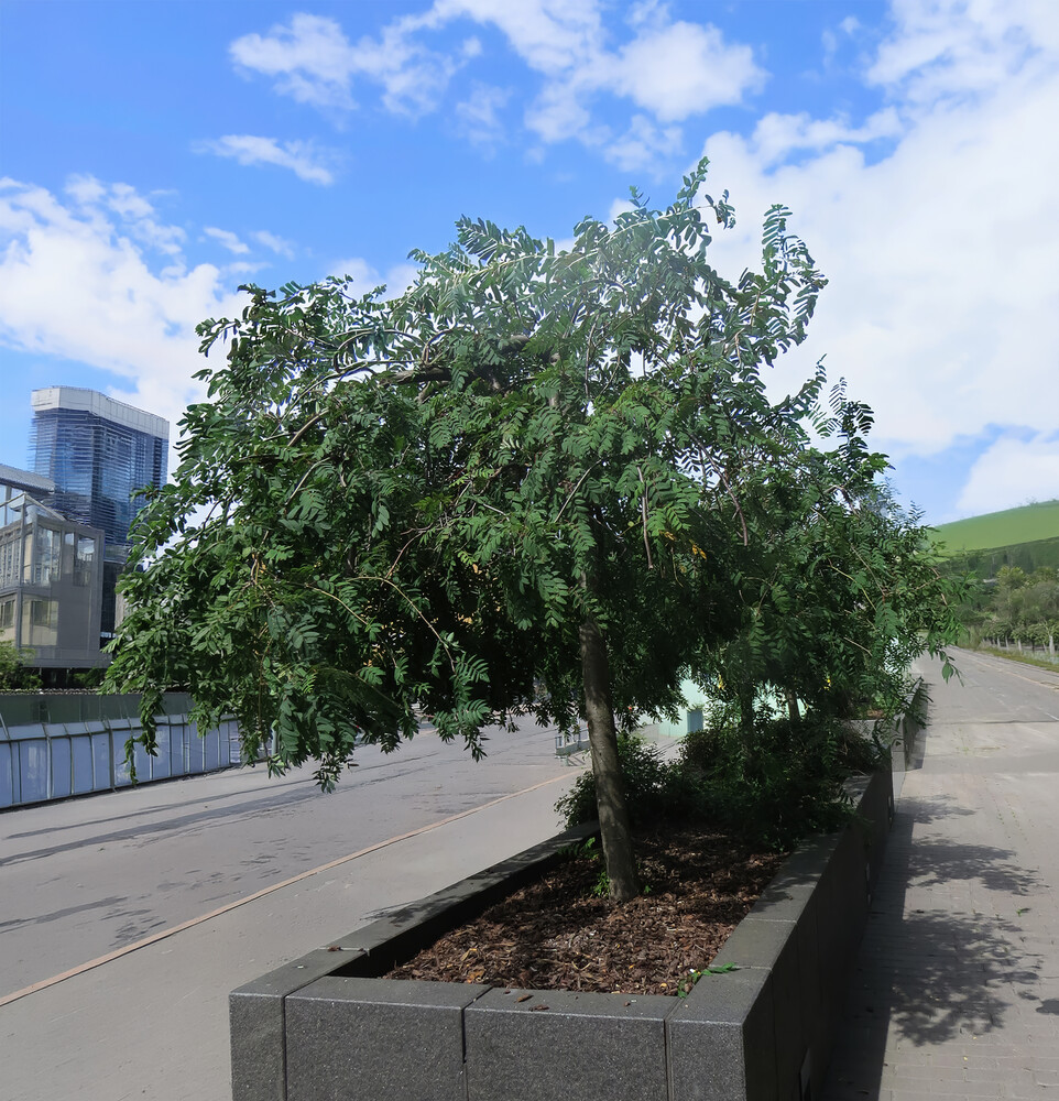 Sorbus aucuparia PENDULA