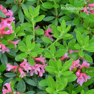 Rhododendron ferrugineum