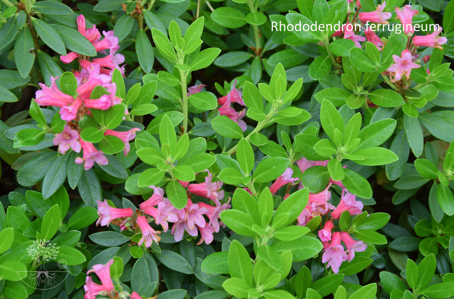 Rhododendron ferrugineum