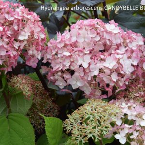 Hydrangea arborescens CANDYBELLE BUBBLEGUM