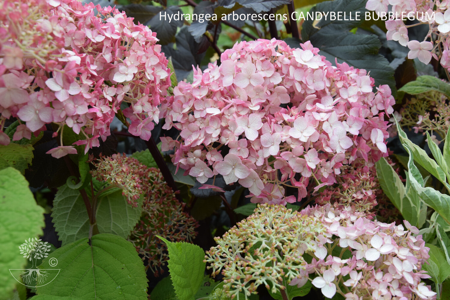 Hydrangea arborescens CANDYBELLE BUBBLEGUM