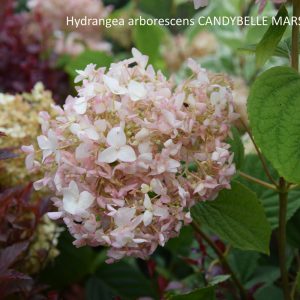 Hydrangea arborescens CANDYBELLE MARSHMALLOW