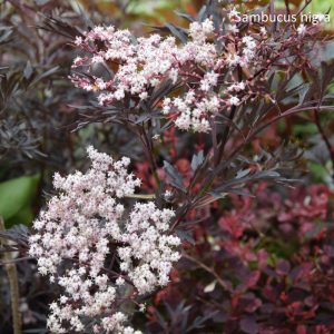 Sambucus nigra BLACK LACE