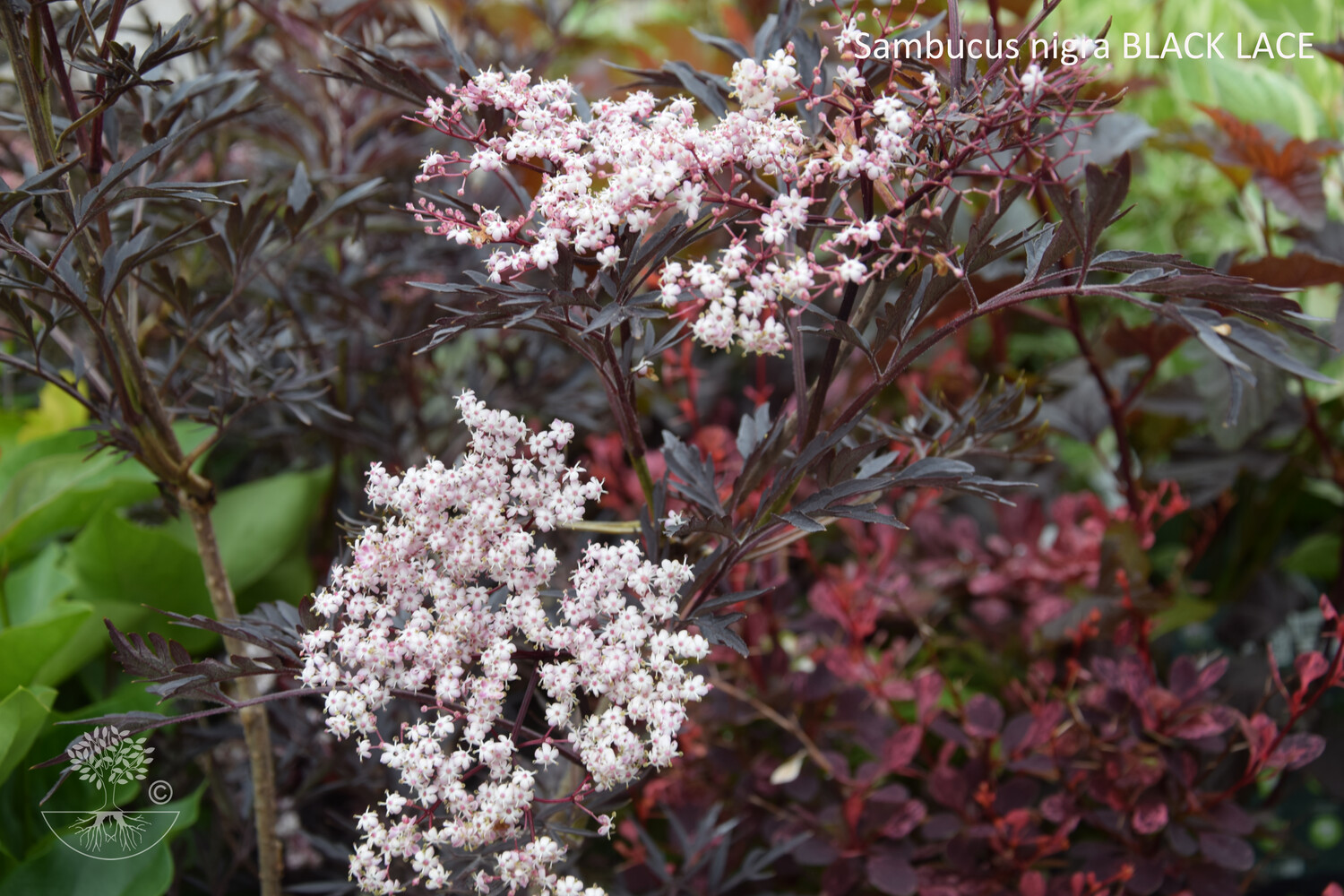 Sambucus nigra BLACK LACE