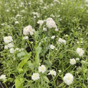 Achillea ptarmica NOBLESSE