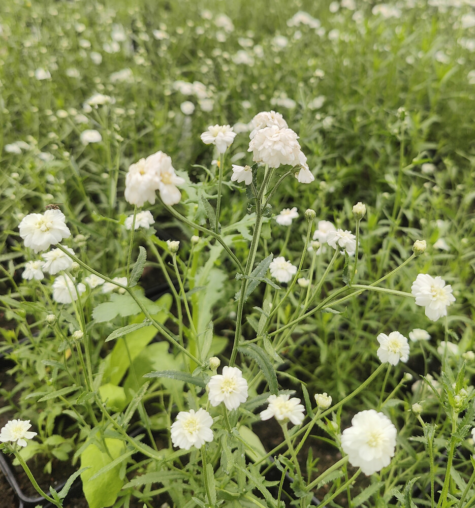 Achillea ptarmica NOBLESSE