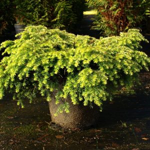 Tsuga canadensis JEDDELOH
