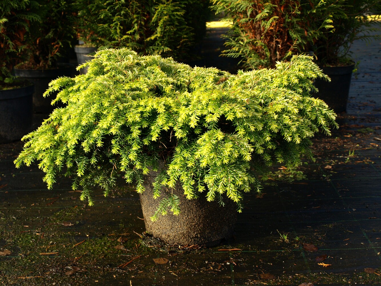Tsuga canadensis JEDDELOH