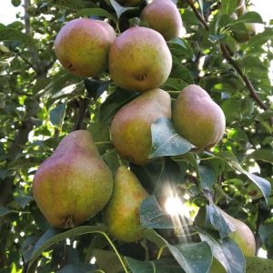 Pyrus communis DECORA