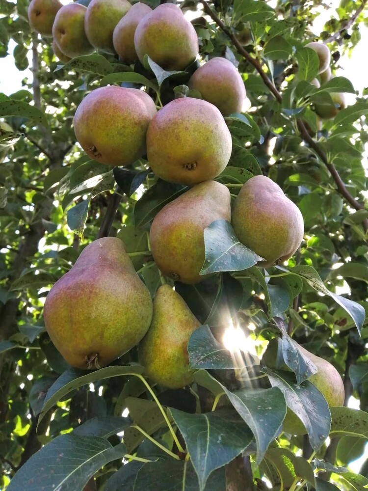 Pyrus communis DECORA