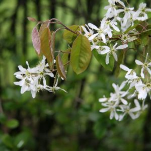Amelanchier laevis