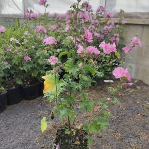 Malva alcea FASTIGIATA Co1,5-2