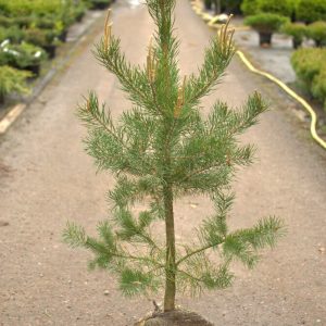 Pinus sylvestris
