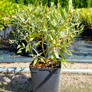 Salix alba var. sericea SIBIRICA