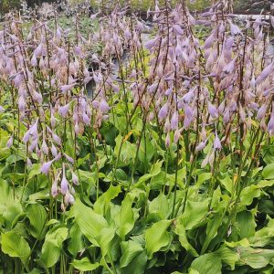 Hosta undulata ERROMENA