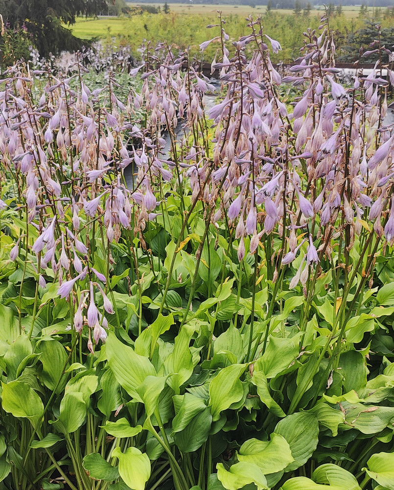 Hosta undulata ERROMENA