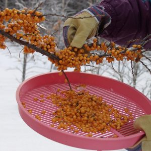 Hippophae rhamnoides TYTTI