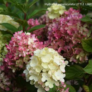 Hydrangea paniculata LITTLE LIME PUNCH