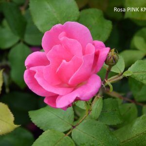 Rosa PINK KNOCK OUT