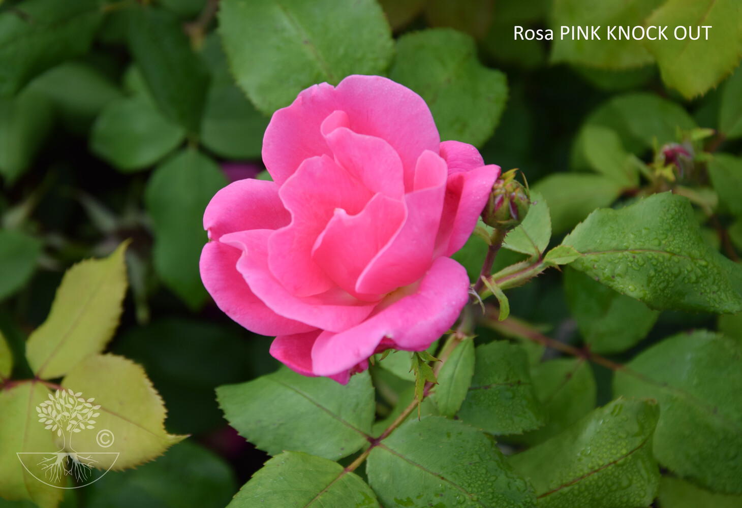 Rosa PINK KNOCK OUT