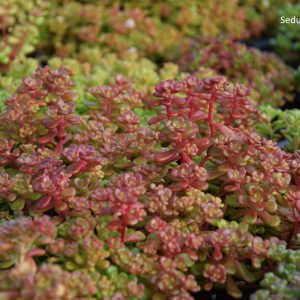Sedum oreganum