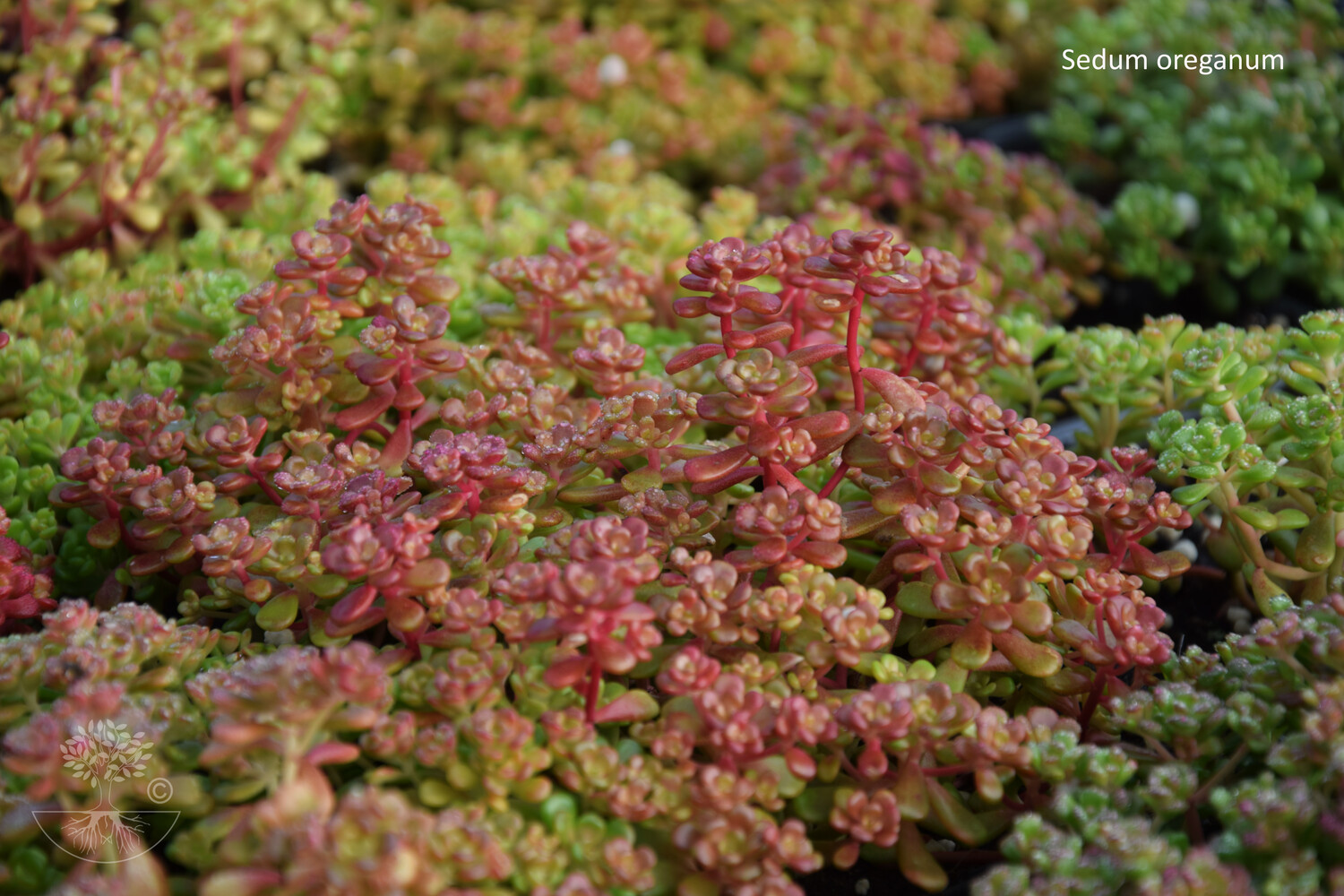 Sedum oreganum