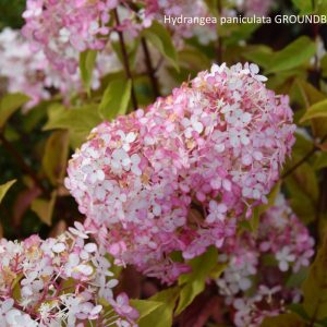 Hydrangea paniculata GROUNDBREAKER RUBY