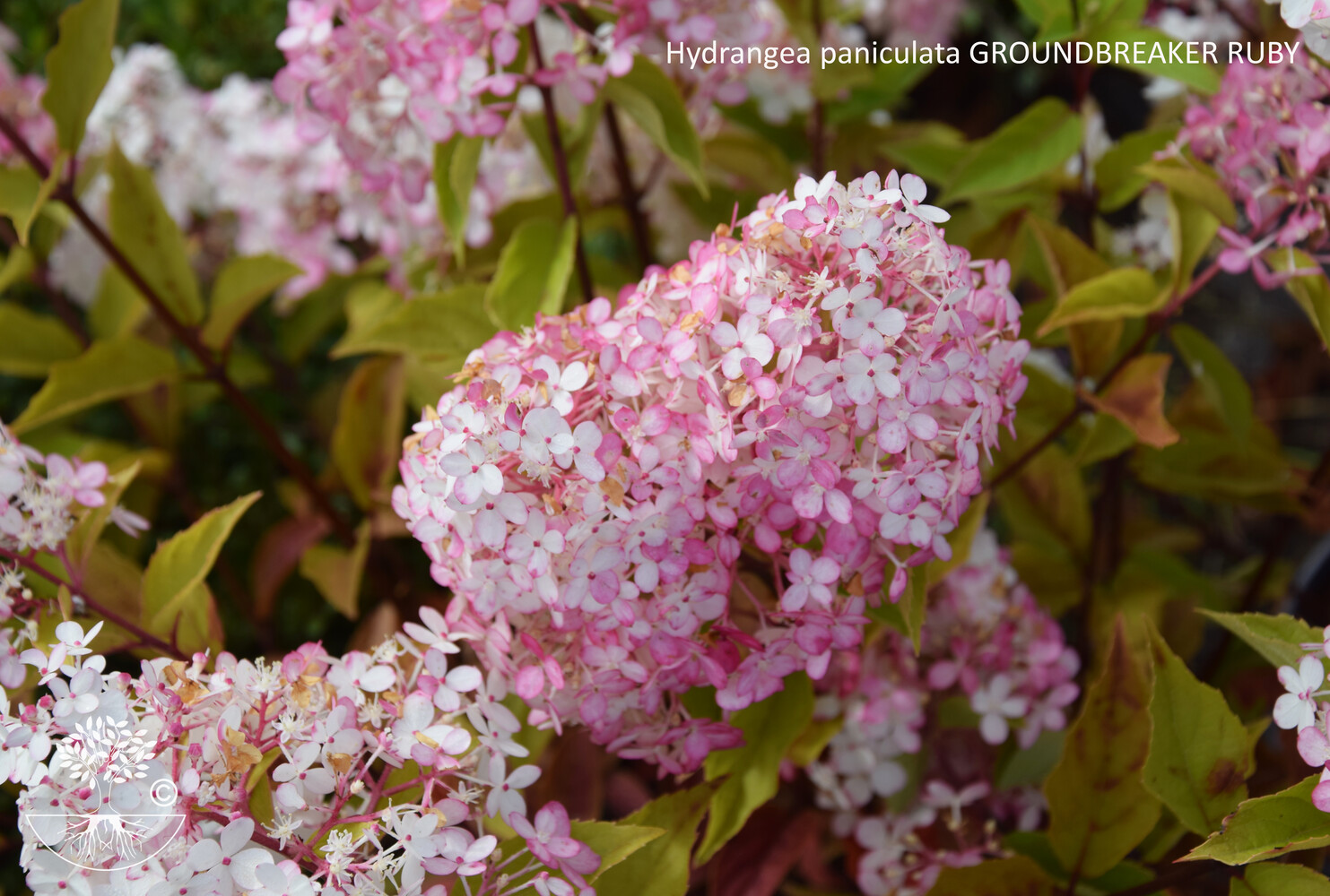 Hydrangea paniculata GROUNDBREAKER RUBY