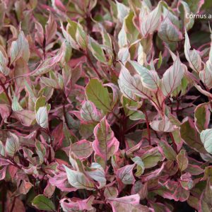 Cornus alba MIRACLE