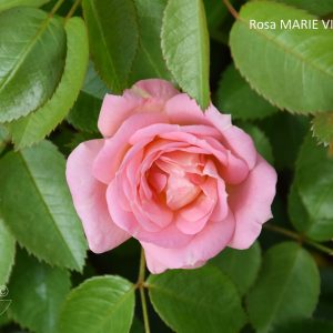 Rosa MARIE VICTORIN