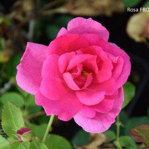 Rosa FRONTENAC