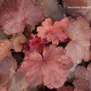 Heuchera hybrid CHERRY COLA